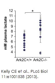 abcam L-Lactate Assay Kit (Colorimetric)