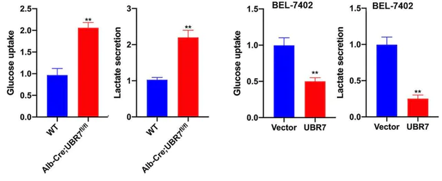 abcam L-Lactate Assay Kit (Colorimetric/Fluorometric)