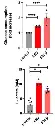 abcam L-Lactate Assay Kit (Colorimetric/Fluorometric)