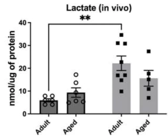 abcam L-Lactate Assay Kit (Colorimetric/Fluorometric)