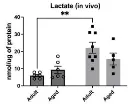 abcam L-Lactate Assay Kit (Colorimetric/Fluorometric)