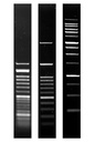 SERVA Agarose SERVA Wide Range molecular biology grade 250 G
