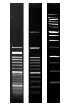 SERVA Agarose SERVA Wide Range molecular biology grade 250 G