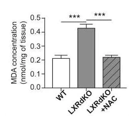 abcam Lipid Peroxidation (MDA) Assay Kit (Colorimetric/Fluorometric)
