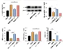 abcam Lipid Peroxidation (MDA) Assay Kit (Colorimetric/Fluorometric)