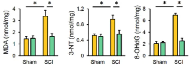 abcam Lipid Peroxidation (MDA) Assay Kit (Colorimetric/Fluorometric)