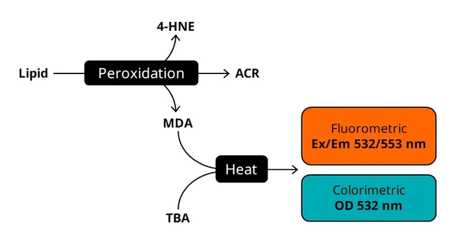 abcam Lipid Peroxidation (MDA) Assay Kit (Colorimetric/Fluorometric)