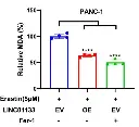 abcam Lipid Peroxidation (MDA) Assay Kit (Colorimetric/Fluorometric)