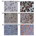abcam Lipid Staining Kit