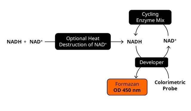 abcam NAD/NADH Assay Kit (Colorimetric)
