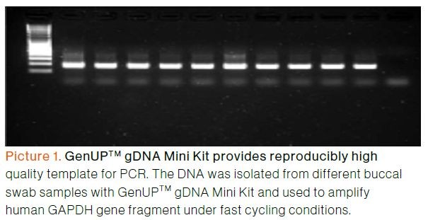 biotechrabbit GenUP™ PCR Cleanup Kit