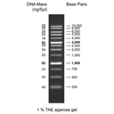 biotechrabbit 1 kb DNA Ladder, ready to use