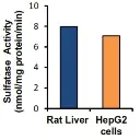 abcam Sulfatase Activity Assay Kit (Colorimetric)