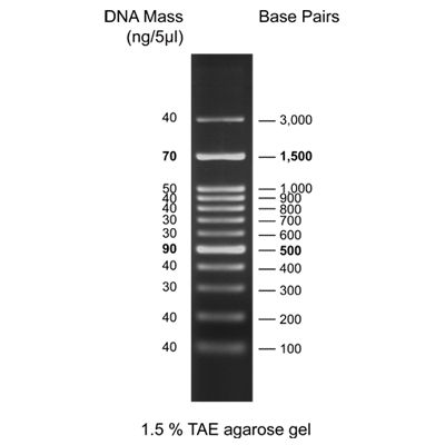 biotechrabbit 1 kb DNA Ladder, ready to use