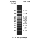 biotechrabbit 1 kb DNA Ladder, ready to use