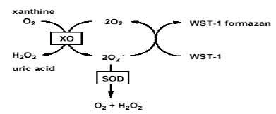 abcam Superoxide Dismutase Activity Assay Kit (Colorimetric)