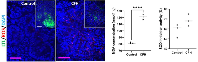 abcam Superoxide Dismutase Activity Assay Kit (Colorimetric)