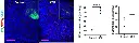 abcam Superoxide Dismutase Activity Assay Kit (Colorimetric)