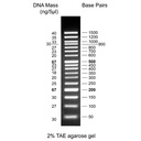 biotechrabbit 1 kb DNA Ladder, ready to use