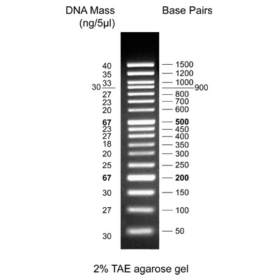 biotechrabbit 1 kb DNA Ladder, ready to use