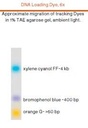 biotechrabbit 1 kb DNA Ladder, ready to use
