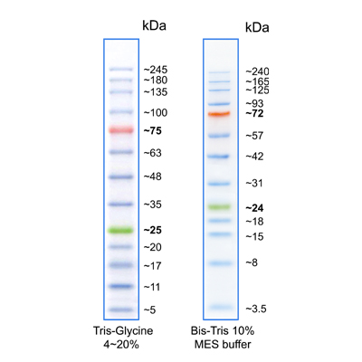 biotechrabbit 1 kb DNA Ladder, ready to use