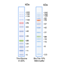 biotechrabbit 1 kb DNA Ladder, ready to use