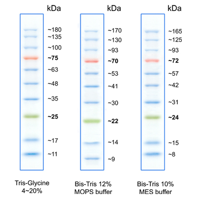 biotechrabbit 1 kb DNA Ladder, ready to use