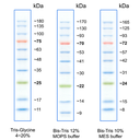 biotechrabbit 1 kb DNA Ladder, ready to use