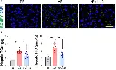 abcam Triglyceride Assay Kit - Quantification
