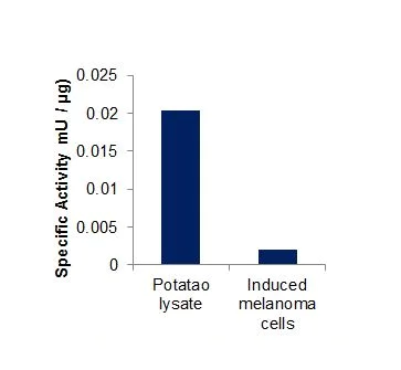 abcam Tyrosinase Activity Assay Kit (Colorimetric)