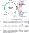 biotechrabbit RTS pIVEX E. coli His-tag, 2nd Gen. Vector Set