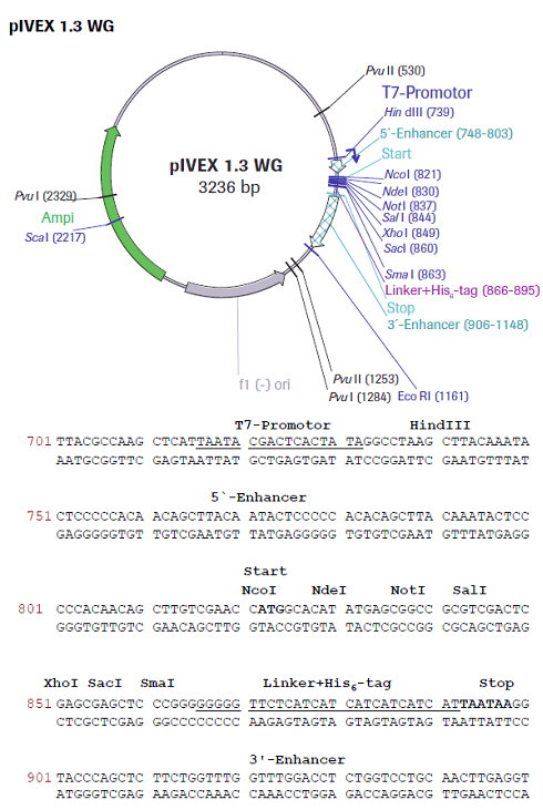 biotechrabbit RTS pIVEX E. coli His-tag, 2nd Gen. Vector Set