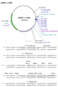 biotechrabbit RTS pIVEX E. coli His-tag, 2nd Gen. Vector Set