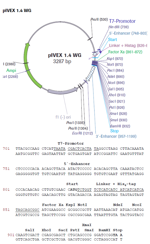 biotechrabbit RTS pIVEX E. coli His-tag, 2nd Gen. Vector Set
