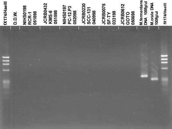NIBN SF-TY, normal fibroblast 