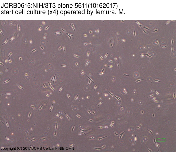 NIBN NIH/3T3 clone 5611
