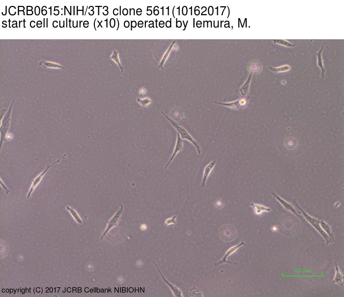 NIBN NIH/3T3 clone 5611