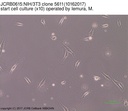 NIBN NIH/3T3 clone 5611