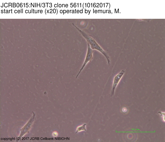 NIBN NIH/3T3 clone 5611