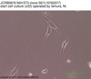 NIBN NIH/3T3 clone 5611