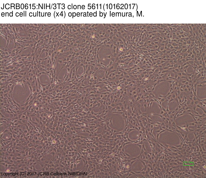 NIBN NIH/3T3 clone 5611