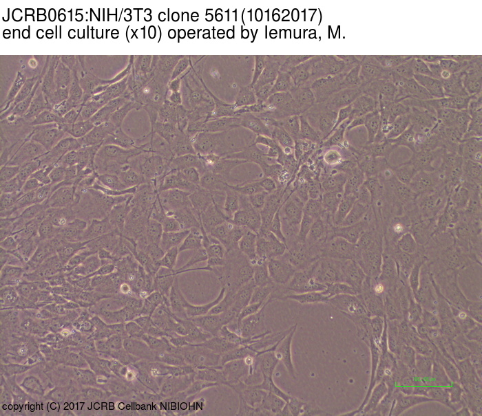 NIBN NIH/3T3 clone 5611