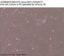 NIBN NIH/3T3 clone 5611
