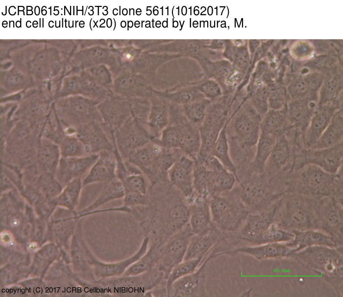 NIBN NIH/3T3 clone 5611