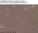 NIBN NIH/3T3 clone 5611