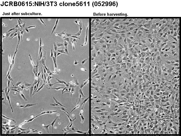 NIBN NIH/3T3 clone 5611