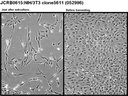 NIBN NIH/3T3 clone 5611