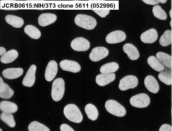 NIBN NIH/3T3 clone 5611