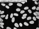 NIBN NIH/3T3 clone 5611